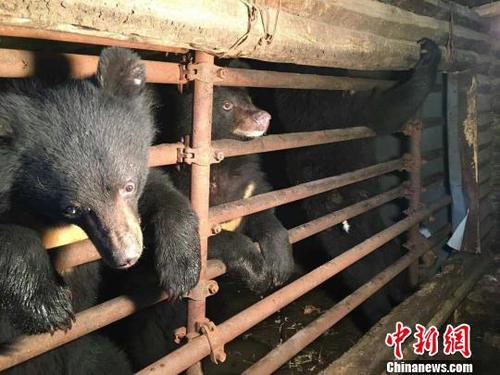 云南村民圈养3只黑熊吸引游客被森警抓获