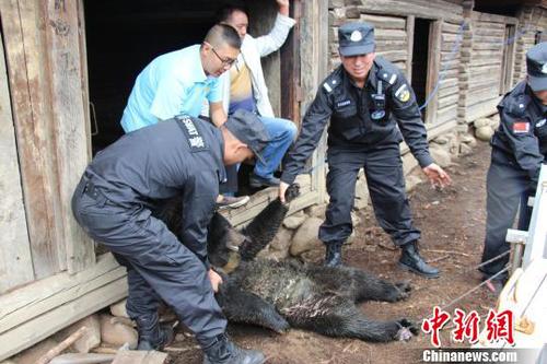 图为云南省野生动物收容拯救中心人员将黑熊麻醉后装笼。　钟欣 摄