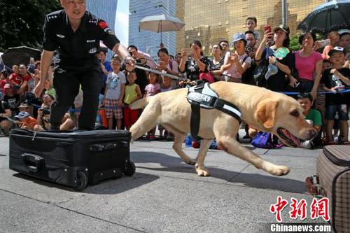 广州数百市民与海关明星缉毒犬“亲密接触”
