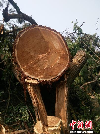 陕西洛川一古树被盗伐村民：是几代人的精神寄托