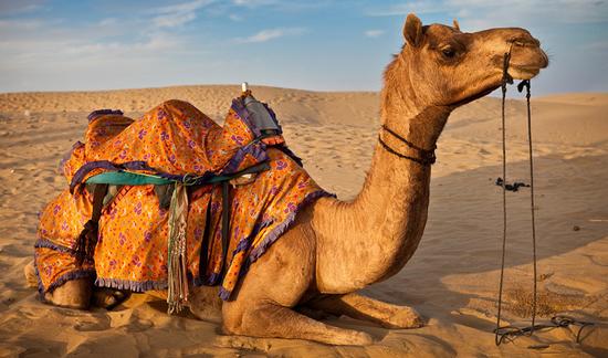 卡塔尔骆驼遭沙特驱逐 被弃沙漠大批饥渴死亡