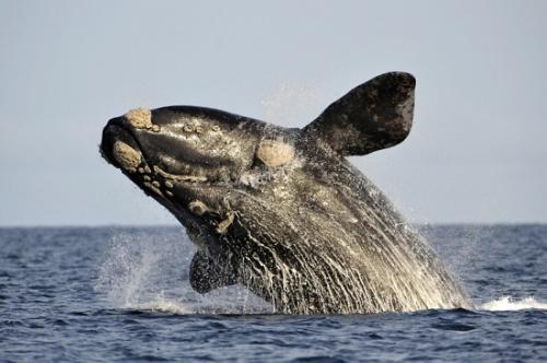 北大西洋露脊鲸(资料图)