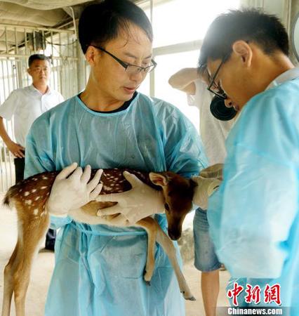 威海刘公岛珍稀动物园的工作人员19日对新生小鹿进行体检。　于智超 摄