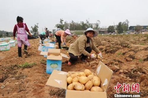 每年2—4月，福建省晋江“冬种马铃薯”大量上市。　牛效礼 摄