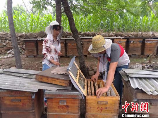 7月底，已经过了蜜蜂生产蜂蜜的集中期，蜂巢上的封盖蜜并不多。　　韩章云 摄