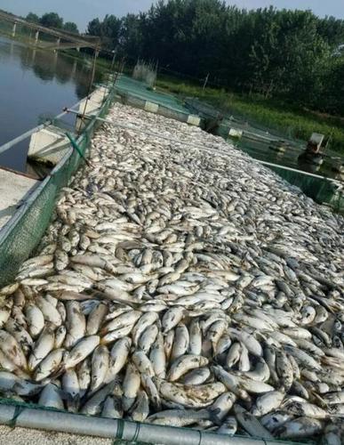 河南颍河几十万斤养殖鱼死亡 官方:养殖系非法