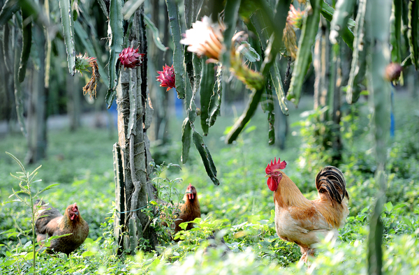 17.大丘庄园自养的生态鸡，是游客最为热爱的美食。jpg