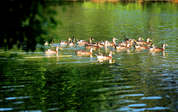 23大丘庄园自养的生态鸭，是游客最为热爱的美食。
