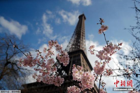 当地时间3月14日，法国巴黎，埃菲尔铁塔下花朵盛开，美不胜收。