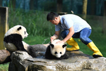“大熊猫奶爸”的小幸福