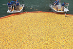芝加哥“小黄鸭”慈善竞赛 6万只黄鸭“跳”入河中
