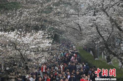 资料图：樱花节期间，武汉大学校园内游人如织，张畅 摄