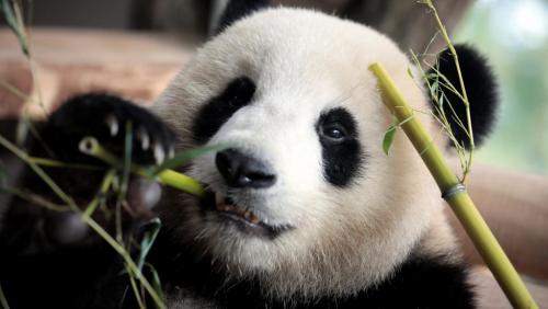 法国正准备迎接大熊猫宝宝的到来。来源：路透社。