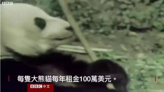 外媒:熊猫是中国的赚钱工具、外交手段和置换筹码