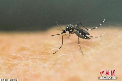当地时间1月25日，哥伦比亚麦德林，Antioquia大学内的研究人员在实验室内研究治病蚊。哥伦比亚热带病控制项目的研究人员正在找寻抗击寨卡病毒（Zika）的方法。世界卫生组织25日发布警告称，由蚊子传播的寨卡病毒或将蔓延到美洲几乎所有国家，只有加拿大和智利除外。