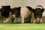 世界首批对器官移植无“毒”活猪诞生