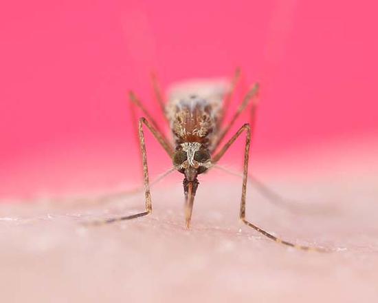 美学者获军方资助研发不咬人蚊子:欲改变其基因