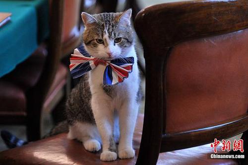 资料图：英国伦敦唐宁街内阁办公室的“第一猫”拉里。