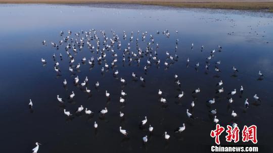 吉林湿地迎数百只东方白鹳珍稀堪比大熊猫