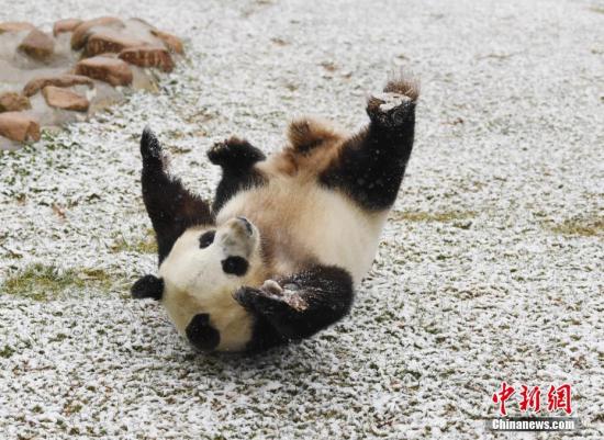 11月2日，长春市迎来深秋首场降雪，吉林省东北虎园内的大熊猫梦梦兴奋地在雪中撒欢。<a target='_blank' href='http://www.chinanews.com/'>中新社</a>记者 张瑶 摄