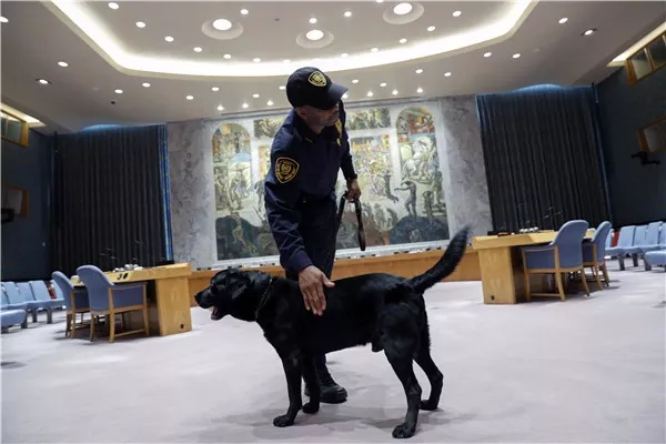 流浪狗被捡后到联合国当保安 过上丰衣足食生活