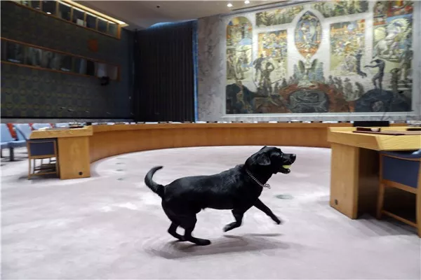 流浪狗被捡后到联合国当保安 过上丰衣足食生活
