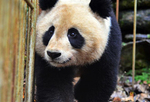 野化大熊猫回捕做体检：身体健康 即将放归大自然