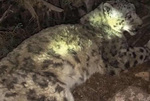 青海杂多救助受伤野生雪豹