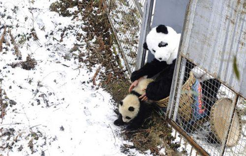 日本上野动物园熊猫宝宝将亮相：抽签观看 限5分钟