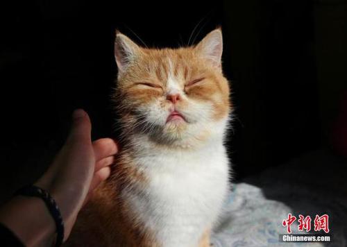 11月11日，济南一家猫咪咖啡馆，圆滚滚的“加菲猫”、温顺慵懒的缅因猫、机灵可爱的暹罗猫等21只憨态可掬的猫咪正在准备“迎客”。赵晓 摄