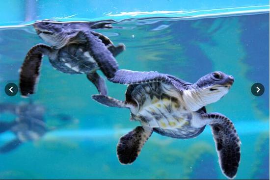 全球变暖影响海龟性别 大堡礁幼年绿海龟99%为雌性