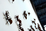 福建漳州现大型蚂蚁雕塑