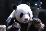 旅马大熊猫“靓靓”诞下第二只宝宝
