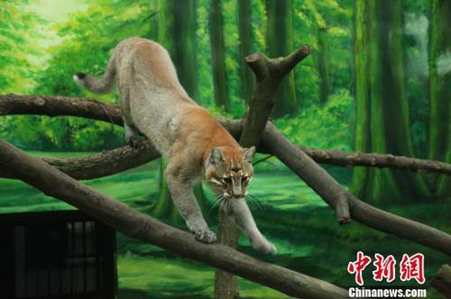 网友称最后一只动物园里的华南金猫去世