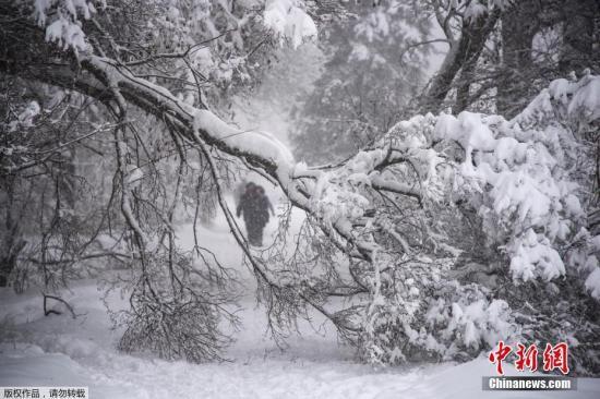 4日，莫斯科降雪和冰雨造成100多起树倒砸车事件。