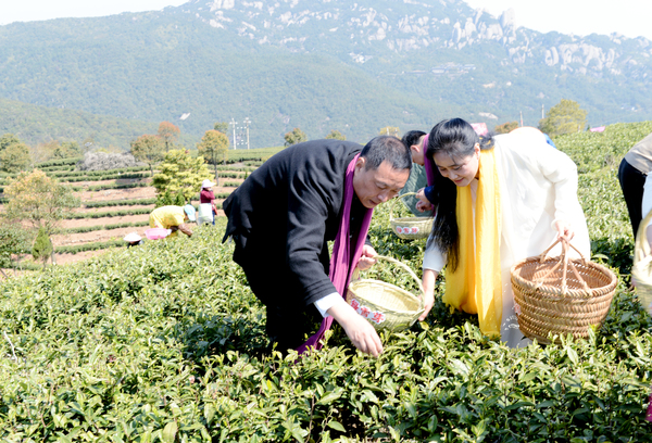 8头採节上茶产业种植龙头企业在太姥山下茶园采摘