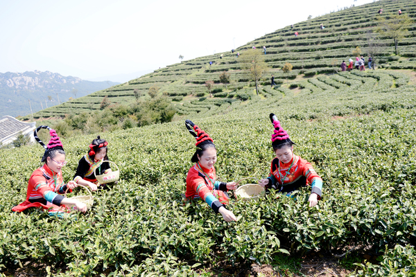 畲族女孩在太姥山茶园采茶