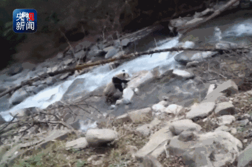 村民下山巧遇野生大熊猫河边漫步 可能在寻找配偶