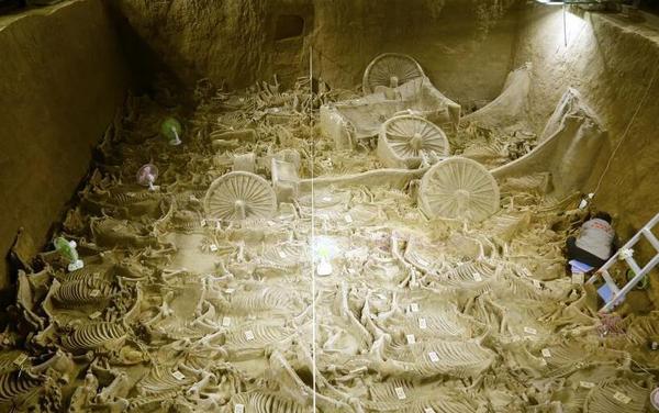 河南新郑郑韩故城遗址三号车马坑，共发现4辆马车，出土122匹马骨。