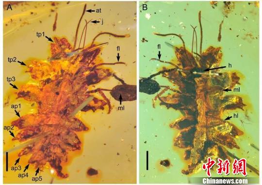 中国科学家在缅甸琥珀中发现一亿年前昆虫拟态行为