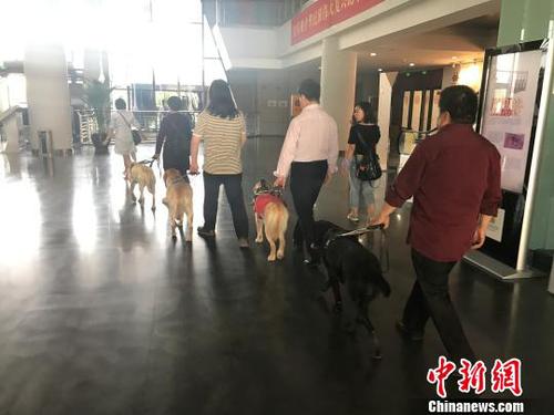 4位盲人在各自导盲犬的带领下进入公共场所。　杨静 摄