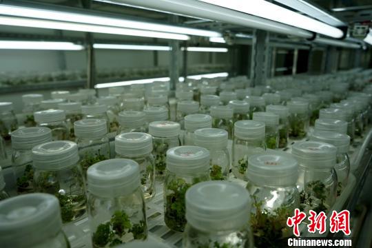 图为西藏自治区农牧科学院对藏药植物红景天进行培植实验。　江飞波 摄
