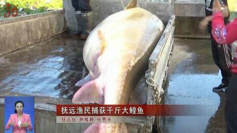 黑龙江渔民捕千斤大鳇鱼 重达1028斤价值20万元