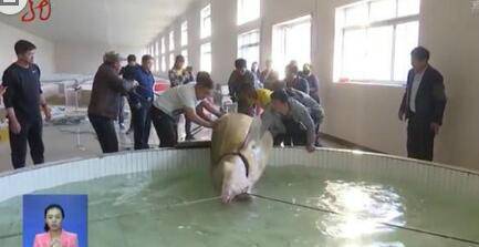 黑龙江渔民捕千斤大鳇鱼 重达1028斤价值20万元