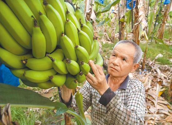 台湾香蕉价格骤降蕉农怒批台当局 台官员这样反驳