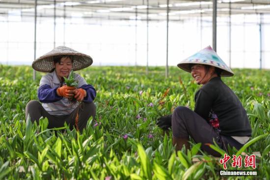 现代中药材种植成为贵州丹寨农村增收“新路子”。图为3月14日，苗族妇女在白芨种植大棚内劳作。贺俊怡 摄