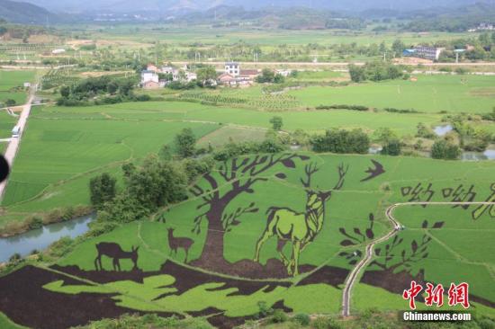 资料图：广西鹿寨县通过创意农业丰富传统乡村旅游，实现农业高收益，促进农民增加收入，图为该县种出的3D彩色水稻画。林馨 摄

