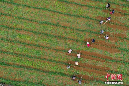 资料图：农民在种植基地劳作。 <a target='_blank' href='http://www.chinanews.com/'>中新社</a>记者 贺俊怡 摄