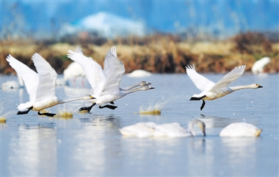 图为候鸟在位于鄱阳湖畔的五星农场境内飞翔