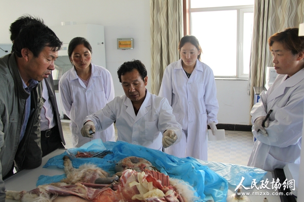 青海省动物疫病预防控制中心副主任蔡金山教授（中）在青海黄南藏族自治州诊断动物包虫病疫情